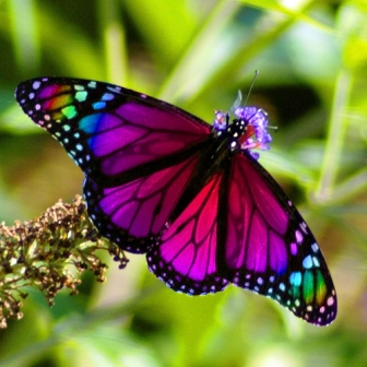 butterfly-rainbow